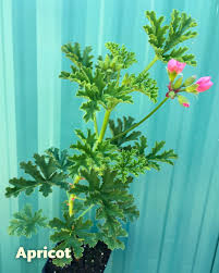 Attēlu rezultāti vaicājumam “Geranium palustre fruit”