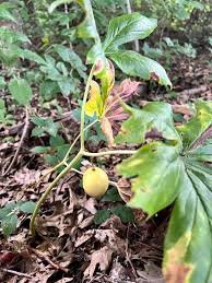 Attēlu rezultāti vaicājumam “Phyteuma spicatum fruit”