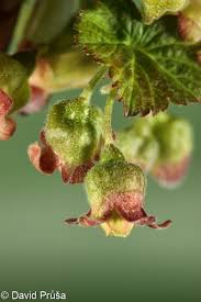 Attēlu rezultāti vaicājumam “Ribes nigrum flower”