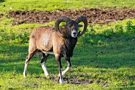 Attēlu rezultāti vaicājumam “Ovis aries”