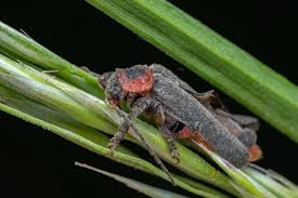 Attēlu rezultāti vaicājumam “Cantharis rustica imago”