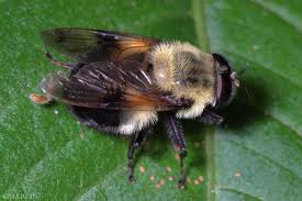 Attēlu rezultāti vaicājumam “Volucella bombylans”