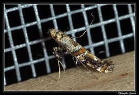 Attēlu rezultāti vaicājumam “Gracillaria syringella”