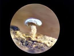 Attēlu rezultāti vaicājumam “Diderma chondrioderma macro”