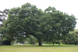 Attēlu rezultāti vaicājumam “Quercus”