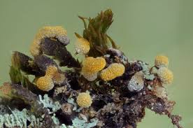 Attēlu rezultāti vaicājumam “Physarum nitens spores”