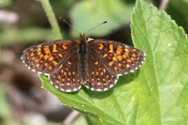 Attēlu rezultāti vaicājumam “Melitaea diamina underside”