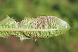 Attēlu rezultāti vaicājumam “Trioza dispar”