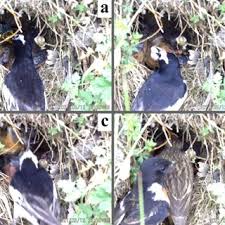 Attēlu rezultāti vaicājumam “Motacilla alba nest”