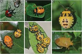 Attēlu rezultāti vaicājumam “Pentatomidae eggs”