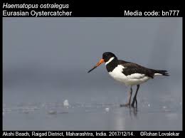 Attēlu rezultāti vaicājumam “Haematopus ostralegus”