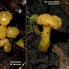 Attēlu rezultāti vaicājumam “Leotia lubrica”