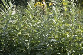 Attēlu rezultāti vaicājumam “Jacobaea paludosa”