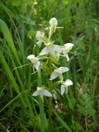Attēlu rezultāti vaicājumam “Platanthera chlorantha flower”