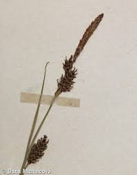 Attēlu rezultāti vaicājumam “Carex hostiana”