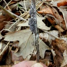 Attēlu rezultāti vaicājumam “Siphoptychium violaceum spores”