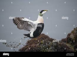 Attēlu rezultāti vaicājumam “Somateria mollissima male”