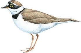 Attēlu rezultāti vaicājumam “Charadrius dubius”