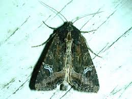 Attēlu rezultāti vaicājumam “Apamea ophiogramma”