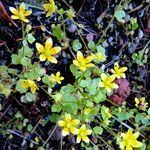 Attēlu rezultāti vaicājumam “Saxifraga cymbalaria”