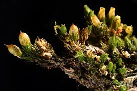 Attēlu rezultāti vaicājumam “Orthotrichum lyellii”