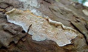 Attēlu rezultāti vaicājumam “Skeletocutis amorpha”