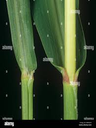 Attēlu rezultāti vaicājumam “Setaria viridis leaf”