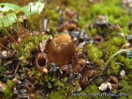 Attēlu rezultāti vaicājumam “Geopora arenicola”