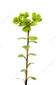 Attēlu rezultāti vaicājumam “Euphorbia helioscopia”