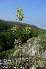 Attēlu rezultāti vaicājumam “Silene otites fruit”