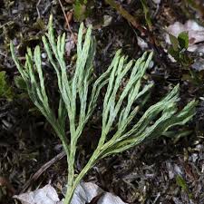 Attēlu rezultāti vaicājumam “Diphasiastrum tristachyum”