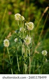 Attēlu rezultāti vaicājumam “Trifolium montanum”