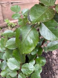 Attēlu rezultāti vaicājumam “Rosa subcanina leaf”