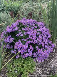 Image result for Aster novi-belgii