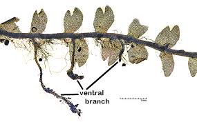 Attēlu rezultāti vaicājumam “Cladopodiella fluitans”