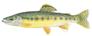 Image result for Oncorhynchus
