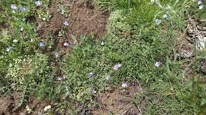 Attēlu rezultāti vaicājumam “Scleranthus perennis bud”