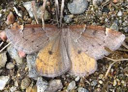 Attēlu rezultāti vaicājumam “Epirranthis diversata”