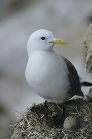 Attēlu rezultāti vaicājumam “Rissa tridactyla nest”