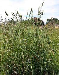 Attēlu rezultāti vaicājumam “Dactylis polygama”