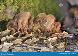 Attēlu rezultāti vaicājumam “Tremella foliacea”