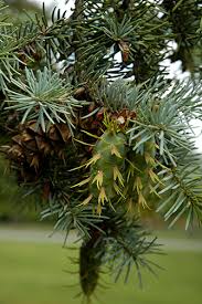 Attēlu rezultāti vaicājumam “Pseudotsuga menziesii fruit”