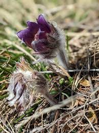 Attēlu rezultāti vaicājumam “Pulsatilla”