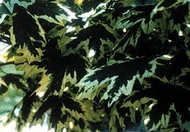 Attēlu rezultāti vaicājumam “Acer platanoides leaf”