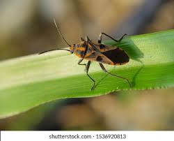 Attēlu rezultāti vaicājumam “Corizus hyoscyami imago”