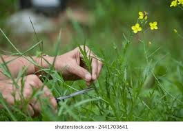 Attēlu rezultāti vaicājumam “Diplotaxis tenuifolia bud”