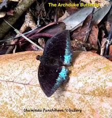 Attēlu rezultāti vaicājumam “Coenonympha hero underside”