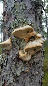 Attēlu rezultāti vaicājumam “Diplomitoporus flavescens”