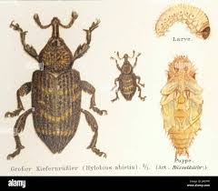 Attēlu rezultāti vaicājumam “Hylobius pinastri”