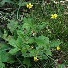 Image result for Geum urbanum